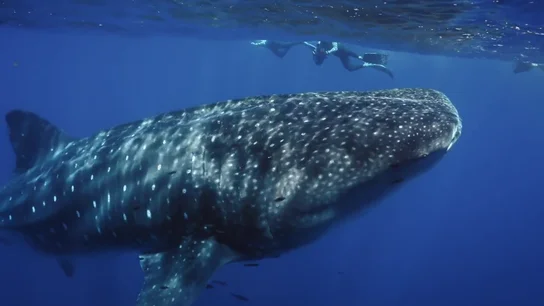 El "bestia" momento de Silvia Abril y Gotzon Mantuliz nadando junto a un tiburón ballena: "Me he cagado" El "bestia" momento de Silvia Abril y Gotzon Mantuliz nadando junto a un tiburón ballena: "Me he cagado"