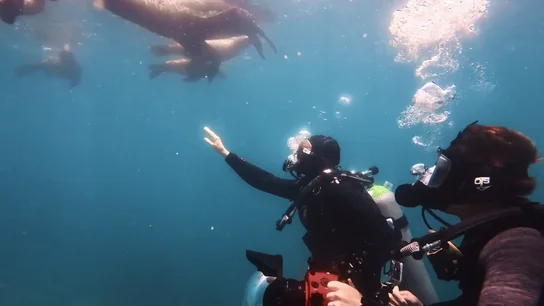 "¿Se puede llorar bajo del mar?": Silvia Abril "cumple un sueño" al nadar con lobos marinos en la isla Espíritu Santo "¿Se puede llorar bajo del mar?": Silvia Abril "cumple un sueño" al nadar con lobos marinos en la isla Espíritu Santo