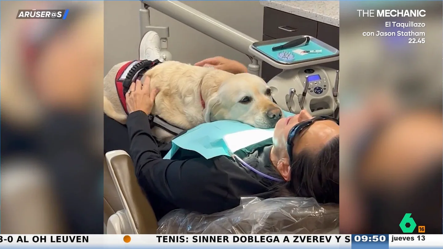El vídeo del perro de terapia que conquista las redes por su peculiar forma de ayudar en el dentista El vídeo del perro de terapia que conquista las redes por su peculiar forma de ayudar en el dentista