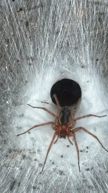 Descubren la telaraña más grande del mundo Descubren la telaraña más grande del mundo