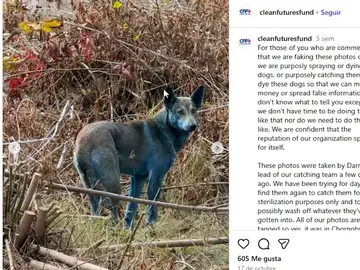 ¿Mutación o contaminación? La ciencia resuelve el misterio de los perros azules de Chernóbil ¿Mutación o contaminación? La ciencia resuelve el misterio de los perros azules de Chernóbil