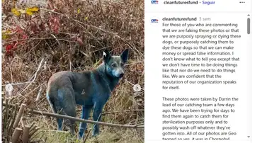 ¿Mutación o contaminación? La ciencia resuelve el misterio de los perros azules de Chernóbil ¿Mutación o contaminación? La ciencia resuelve el misterio de los perros azules de Chernóbil