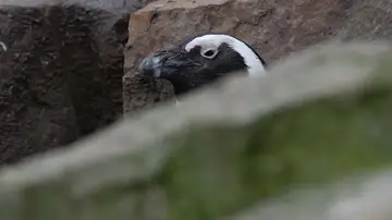 Pingüinos en peligro crítico de extinción compiten por alimento con los barcos pesqueros Pingüinos en peligro crítico de extinción compiten por alimento con los barcos pesqueros