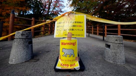 Los ataques de osos en Jap&oacute;n alcanzan un r&eacute;cord en cinco a&ntilde;os con 196 heridos y 13 muertos