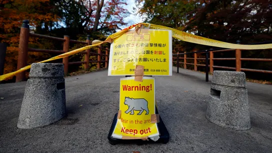 Los ataques de osos en Japón alcanzan un récord en cinco años con 196 heridos y 13 muertos Los ataques de osos en Japón alcanzan un récord en cinco años con 196 heridos y 13 muertos