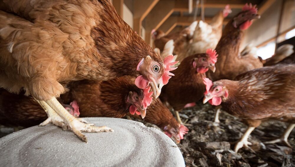 Gallinas reponedoras