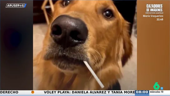 El divertido vídeo viral del Golden retriever que roba un chupachús a un niño: "La víctima lo tiene claro y señala al perro" El divertido vídeo viral del Golden retriever que roba un chupachús a un niño: "La víctima lo tiene claro y señala al perro"