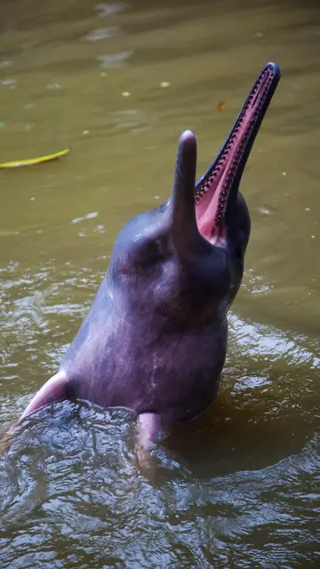 Delfín rosado Delfín rosado