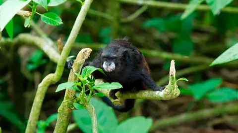 Isla de los monos Isla de los monos