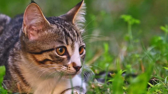 El asombroso “radar interno” de los gatos, explicado por la ciencia El asombroso “radar interno” de los gatos, explicado por la ciencia
