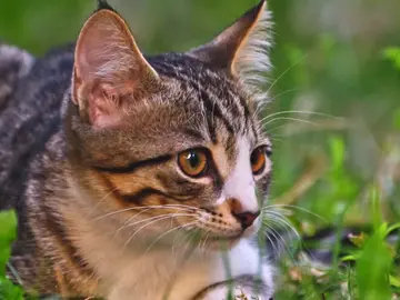 El asombroso “radar interno” de los gatos, explicado por la ciencia El asombroso “radar interno” de los gatos, explicado por la ciencia