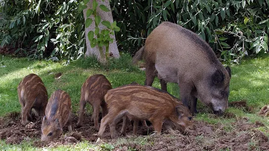 Imagen de archivo de una familia de jabalíes en Collserola. Imagen de archivo de una familia de jabalíes en Collserola.