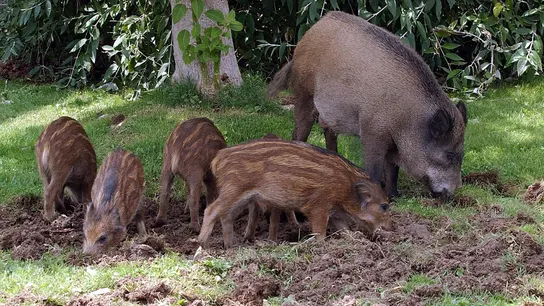 Imagen de archivo de una familia de jabalíes en Collserola. Imagen de archivo de una familia de jabalíes en Collserola.