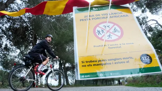 Vista de uno de los carteles situados en los accesos al Parque Natural de Collserola, alertando de la presencia de la peste porcina. Vista de uno de los carteles situados en los accesos al Parque Natural de Collserola, alertando de la presencia de la peste porcina.