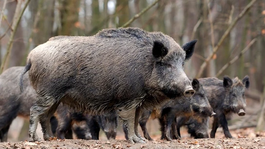 Un grupo de jabalíes, en una imagen de archivo. Un grupo de jabalíes, en una imagen de archivo.