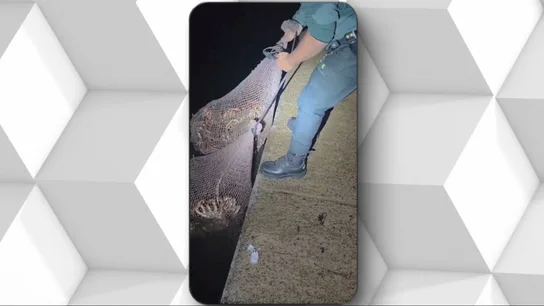 La Guardia Civil incauta en Camariñas dos sacos con 74,5 kilos de centollos vivos La Guardia Civil incauta en Camariñas dos sacos con 74,5 kilos de centollos vivos