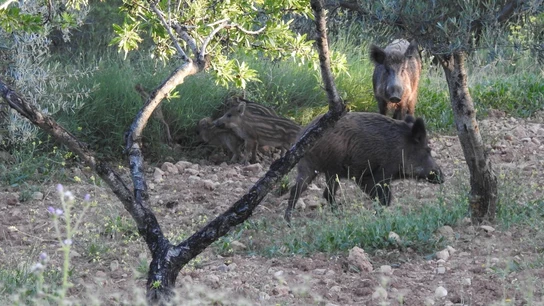 Imagen de archivo de jabalíes en el campo Imagen de archivo de jabalíes en el campo