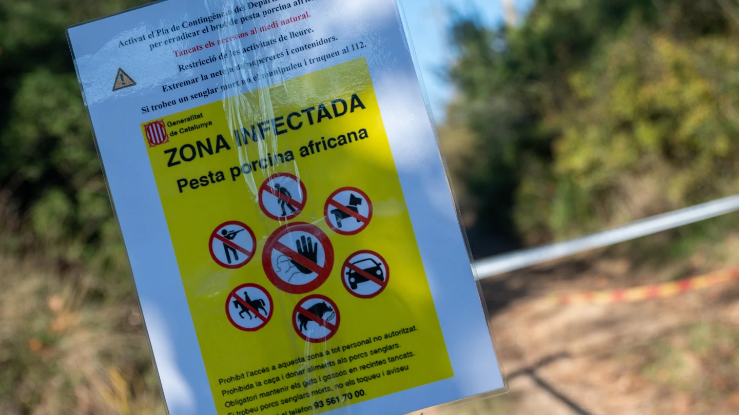 La UME se despliega en Cataluña contra la peste porcina La UME se despliega en Cataluña contra la peste porcina