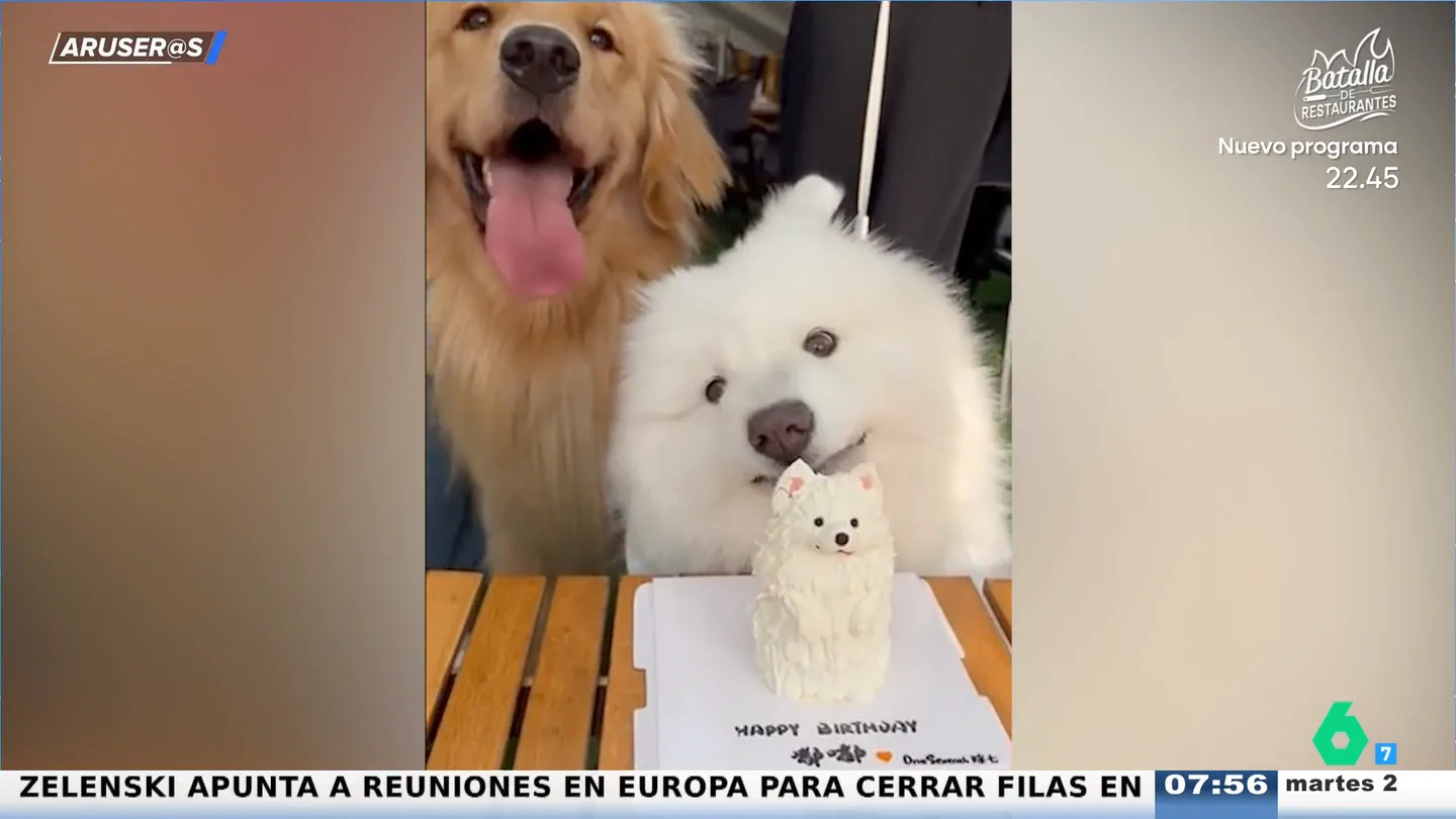 El divertido vídeo viral del desastroso cumpleaños perruno que desata los celos El divertido vídeo viral del desastroso cumpleaños perruno que desata los celos