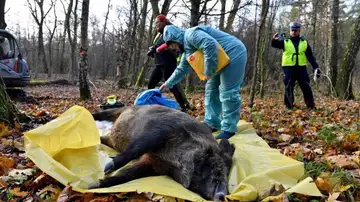 Peste porcina Peste porcina