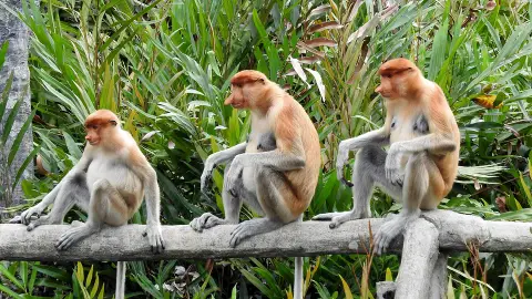 Monos narigudos en la Reserva Sepilok Monos narigudos en la Reserva Sepilok
