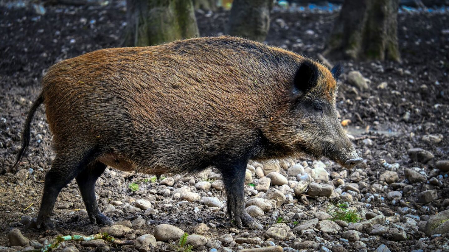 Medidas contra la peste porcina