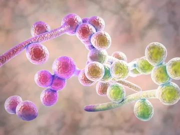 Candida albicans Candida albicans