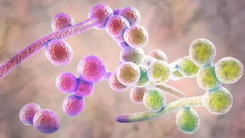 Candida albicans Candida albicans