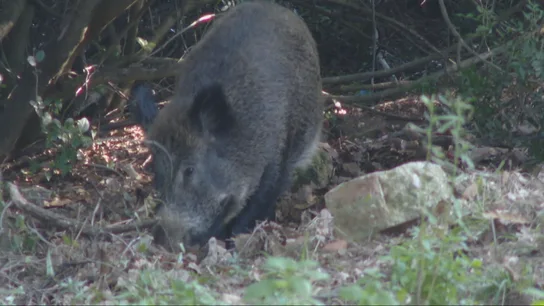 Imagen de un jabalí en el parque de Collserona Imagen de un jabalí en el parque de Collserona