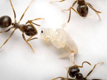 Hormigas