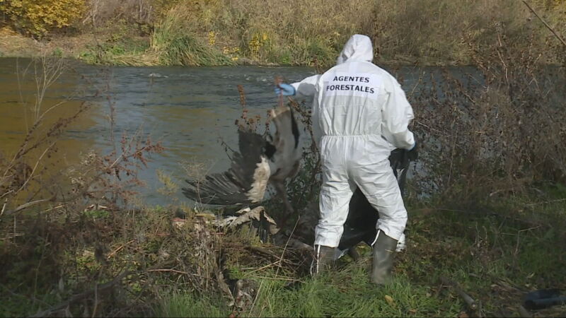 La ribera del Manzanares se convierte en un cementerio de cigüeñas por un posible brote de gripe aviar que la CAM descarta como grave