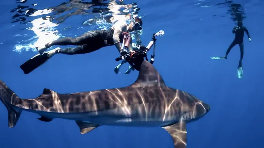 Aventura extrema en el Índico: Mamen Mendizábal y Gotzon Mantuliz buscan al imponente tiburón tigre Aventura extrema en el Índico: Mamen Mendizábal y Gotzon Mantuliz buscan al imponente tiburón tigre