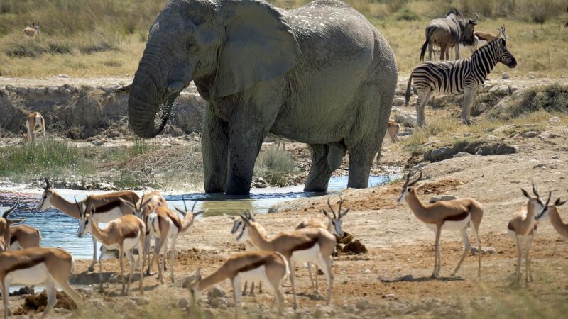¿Por qué no hay más animales gigantes en la Tierra?