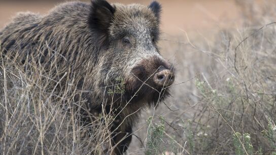 Agricultura confirma el positivo de tres nuevos jabal&iacute;es en peste porcina africana en Cerdanyola del Vall&egrave;s (Barcelona)