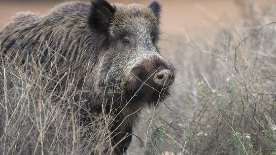 Agricultura confirma el positivo de tres nuevos jabalíes en peste porcina africana en Cerdanyola del Vallès (Barcelona) Agricultura confirma el positivo de tres nuevos jabalíes en peste porcina africana en Cerdanyola del Vallès (Barcelona)