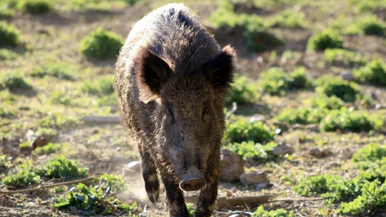 Imagen de archivo de un jabalí Imagen de archivo de un jabalí