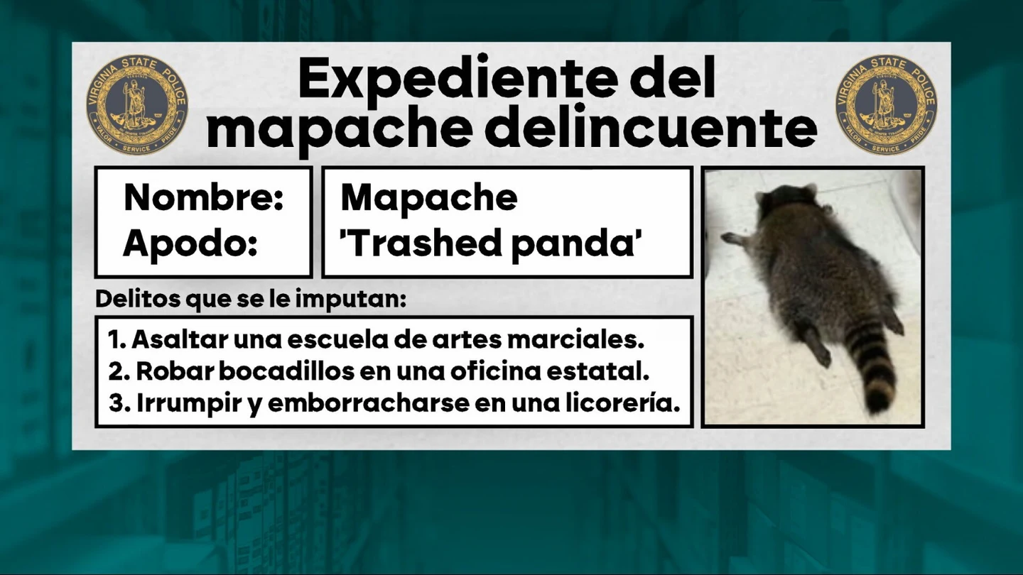 La ficha delictiva del mapache borracho cuyas imágenes dieron la vuelta al mundo. La ficha delictiva del mapache borracho cuyas imágenes dieron la vuelta al mundo.
