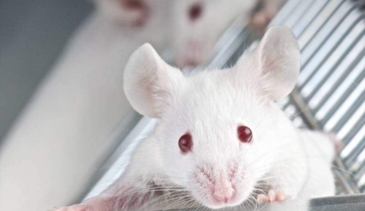 Rat&oacute;n