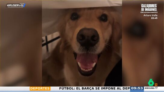 El divertido v&iacute;deo viral del ingenioso plan de un Golden Retriver para conseguir comida en la mesa
