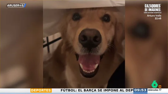 El divertido vídeo viral del ingenioso plan de un Golden Retriver para conseguir comida en la mesa El divertido vídeo viral del ingenioso plan de un Golden Retriver para conseguir comida en la mesa