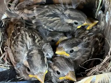 Petronia petronia (gorrión chillón) Petronia petronia (gorrión chillón)