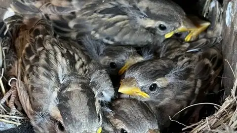 Petronia petronia (gorrión chillón) Petronia petronia (gorrión chillón)