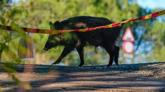 Un jabalí campa por la sierra de Collserola la semana pasada en pleno brote de peste porcina Un jabalí campa por la sierra de Collserola la semana pasada en pleno brote de peste porcina