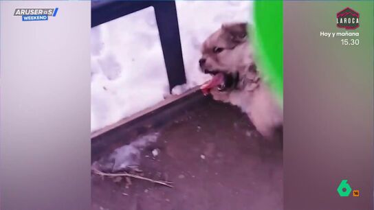 Rescatan a un cachorro al que se le ha quedado pegada la lengua a una barandilla congelada: este es el v&iacute;deo del angustioso momento