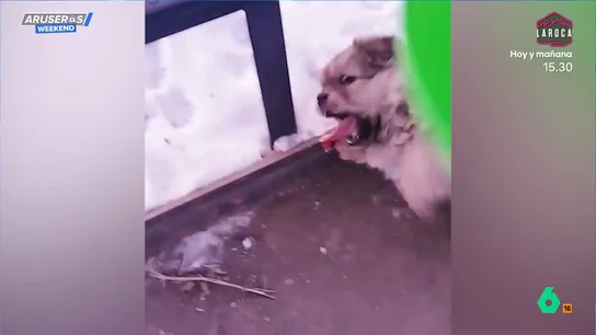 Rescatan a un cachorro al que se le ha quedado pegada la lengua a una barandilla congelada: este es el vídeo del angustioso momento Rescatan a un cachorro al que se le ha quedado pegada la lengua a una barandilla congelada: este es el vídeo del angustioso momento
