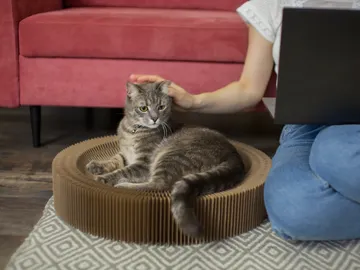 Gato con su dueña Gato con su dueña