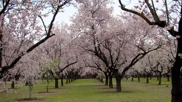 Almendros en flor Almendros en flor