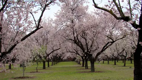 Almendros en flor Almendros en flor