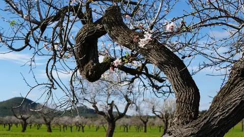 Almendros en flor en Mallorca Almendros en flor en Mallorca