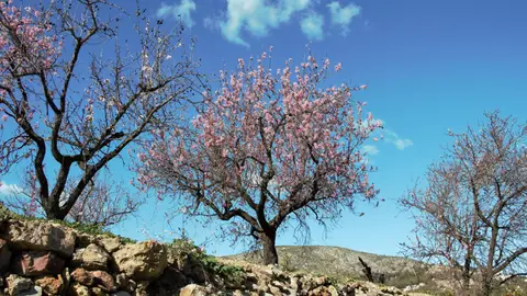 Almendros en flor en Alicante Almendros en flor en Alicante